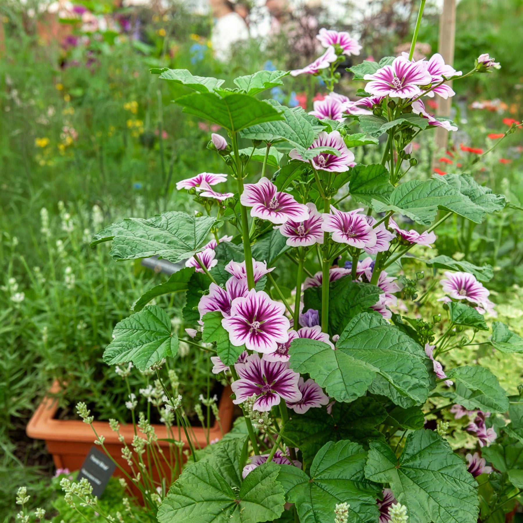 Bakker 2 Mauves zébrées pots 9cm vivace rayée violet