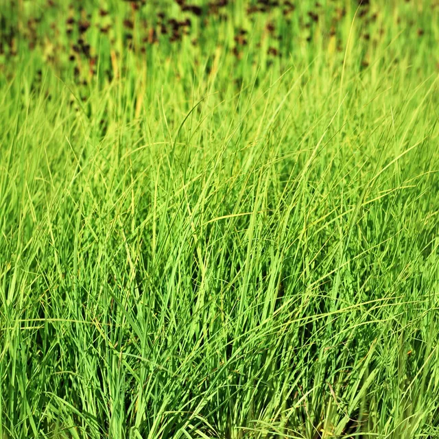 Bakker Laîche Faux Panic Carex bleuté pot Ø 9 cm
