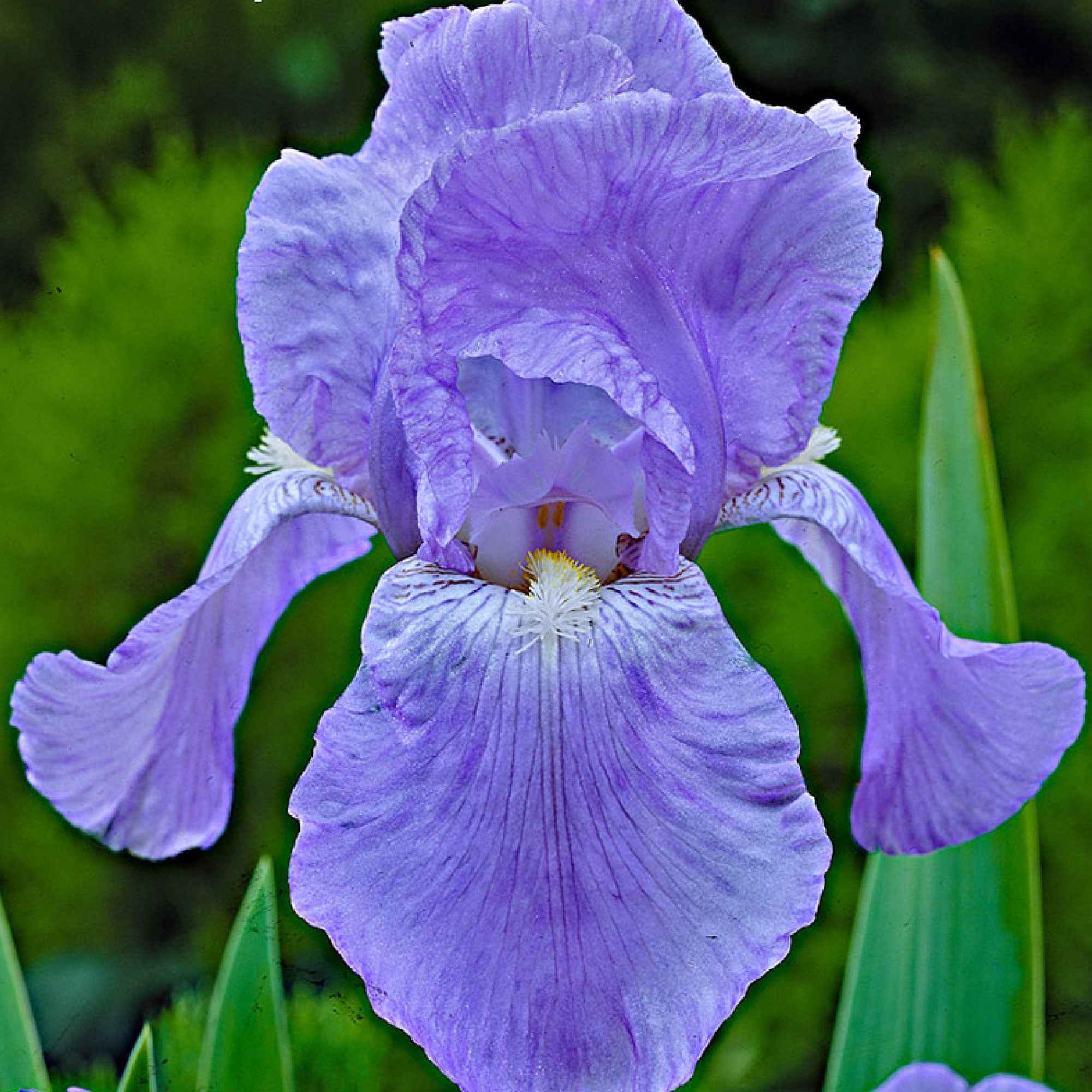 Bakker Magic Melange 5 iris des jardins racines nues couleurs