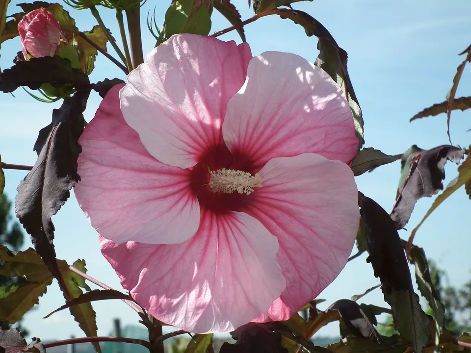 Pépinières Ripoche Hibiscus Carrousel Pink Candy arbuste rose vif
