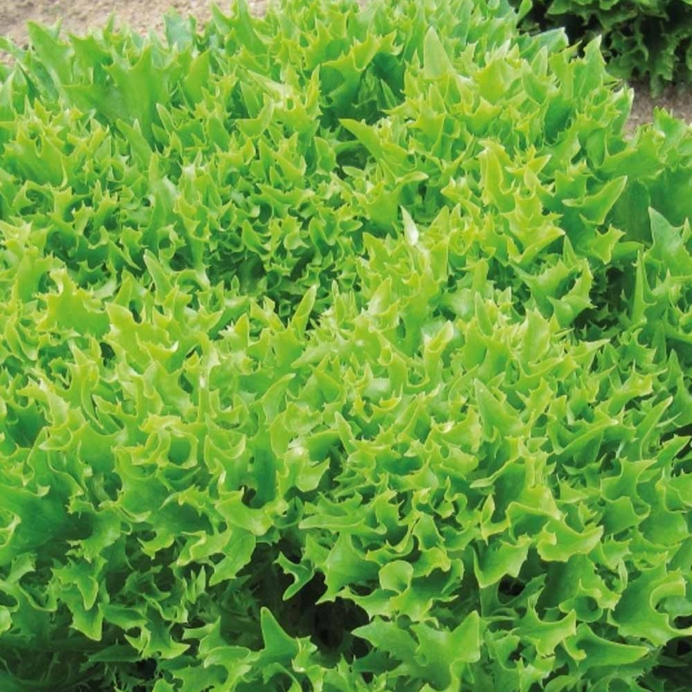 Bakker Potager Laitue batavia Eazyleaf Skilton sachet 180 graines