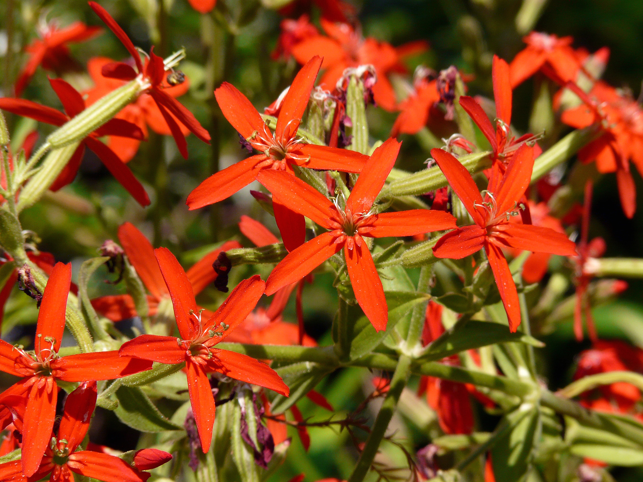 Passion Vivaces Silene regia plante vivace rouge 1 litre