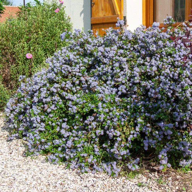 Bakker Céanothe repens arbuste couvre-sol pot 2L bleu