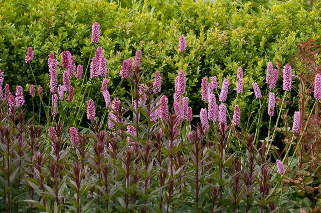Passion Vivaces Persicaria bistorta Hohe Tatra vivace rose mauve