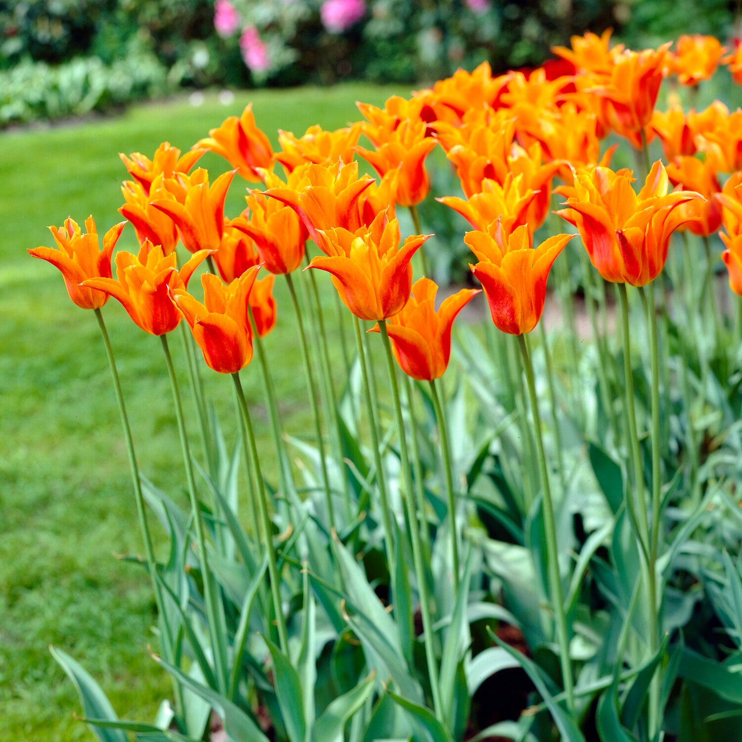 Bakker Tulipe Ballerina bulbe fleur sachet 7 bulbes orange parfumée