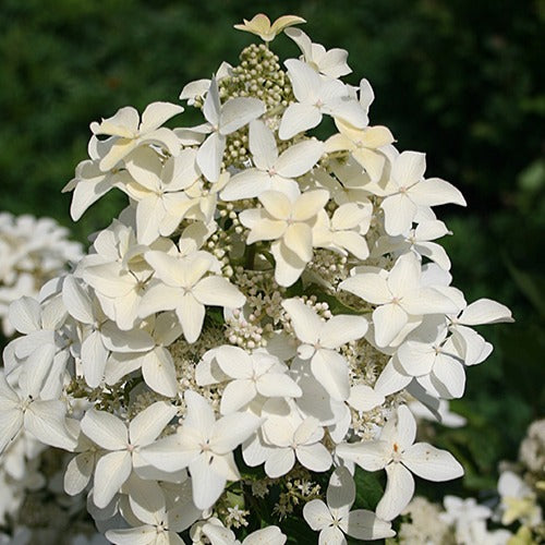 Bakker Hortensia paniculé Magical Starlight arbuste pot 3L blanc