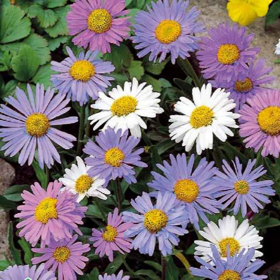 Bakker Aster alpinus mélange graines vivace sachet 0,2g floraison