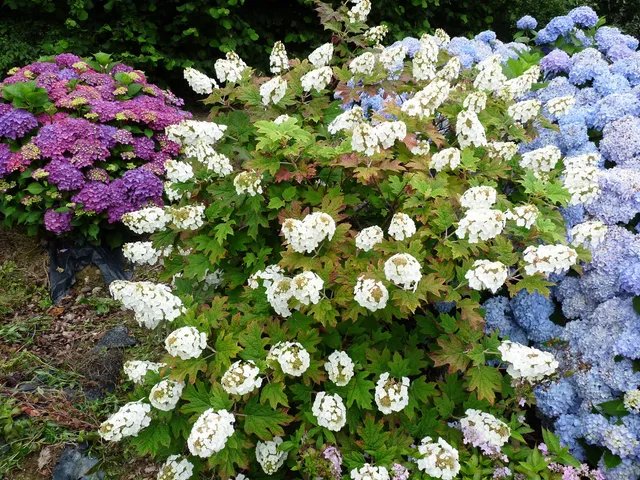 Les Hortensias du Haut Bois Hydrangea quercifolia Snow queen hortensia blanc