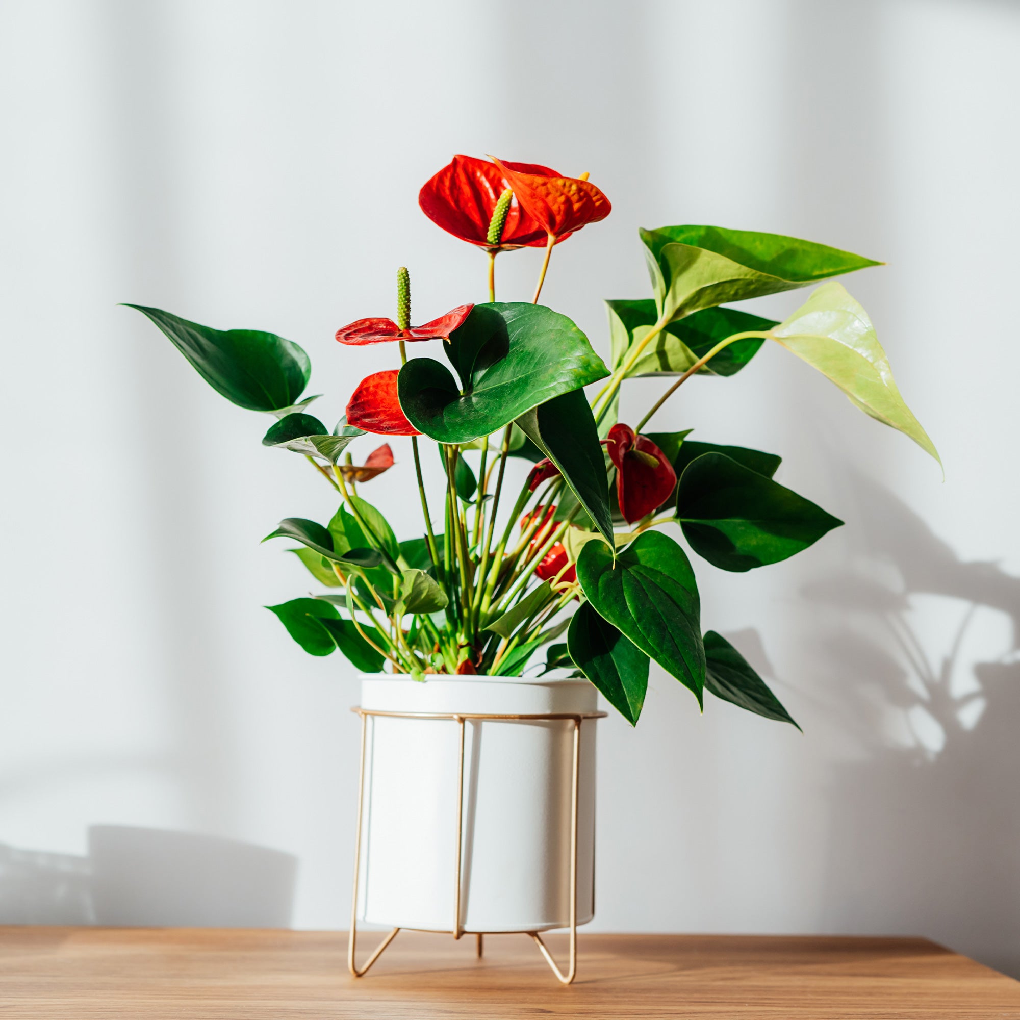 Bakker Anthurium rouge plante fleurie pot 12cm floraison longue