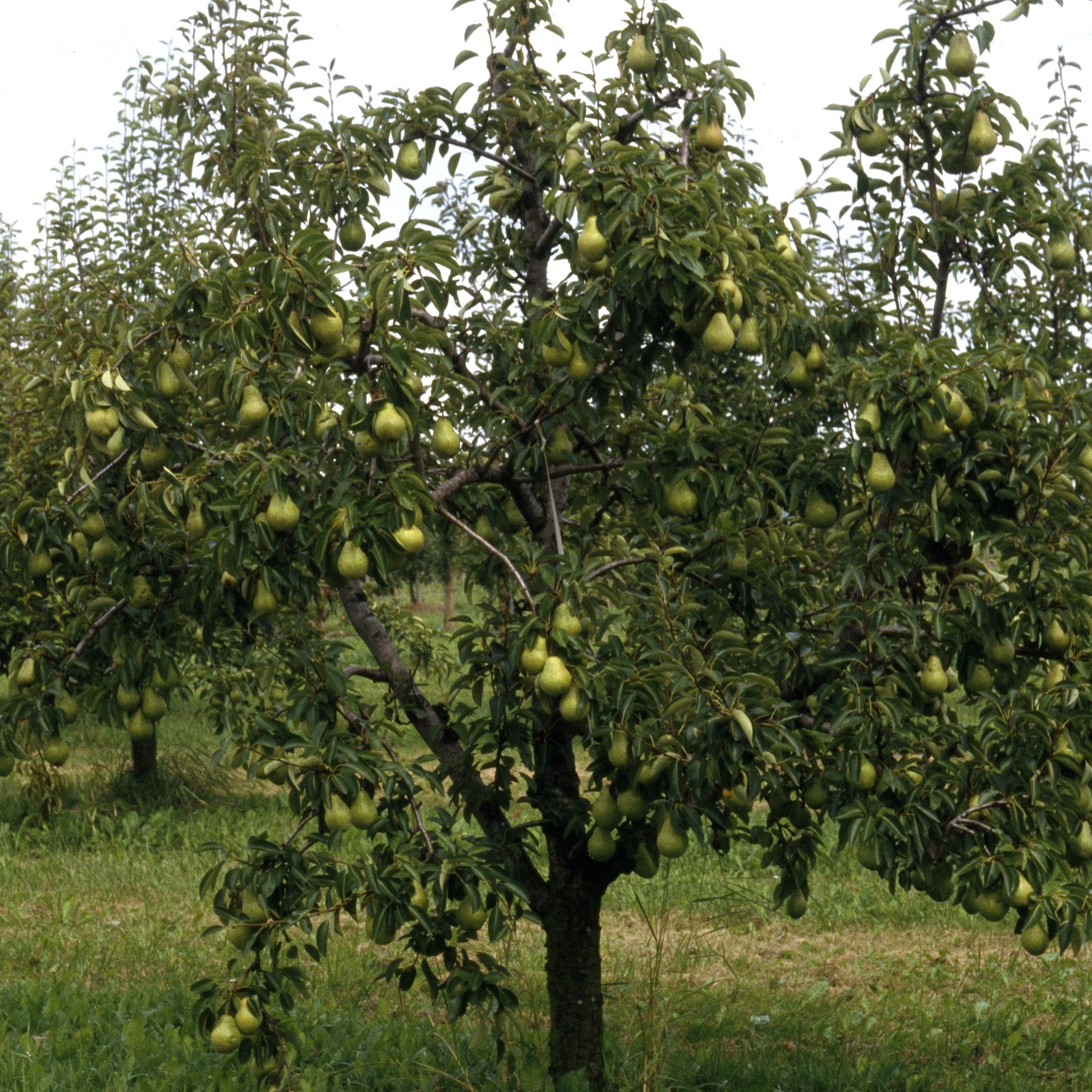 Bakker Williams poirier poire parfumée motte scion 80-100cm