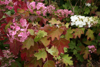 Alice Hydrangea quercifolia hortensia godet jardin
