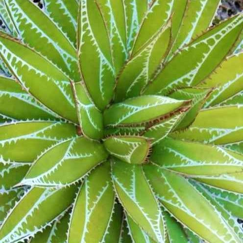 Bakker Agave Impressive plante grasse pot 9cm rosette
