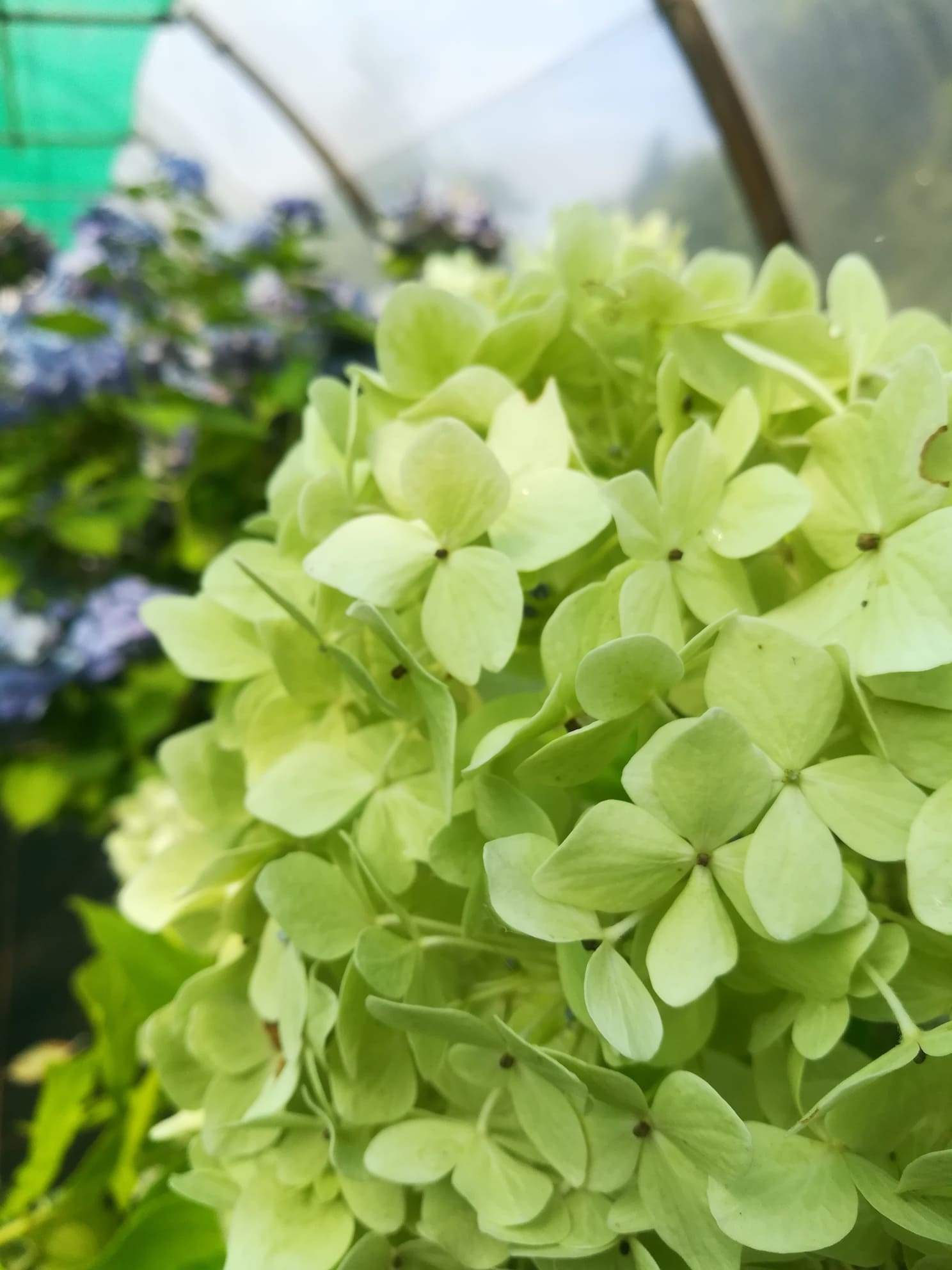 Les Hortensias du Haut Bois La France Hortensia Macrophylla Godet