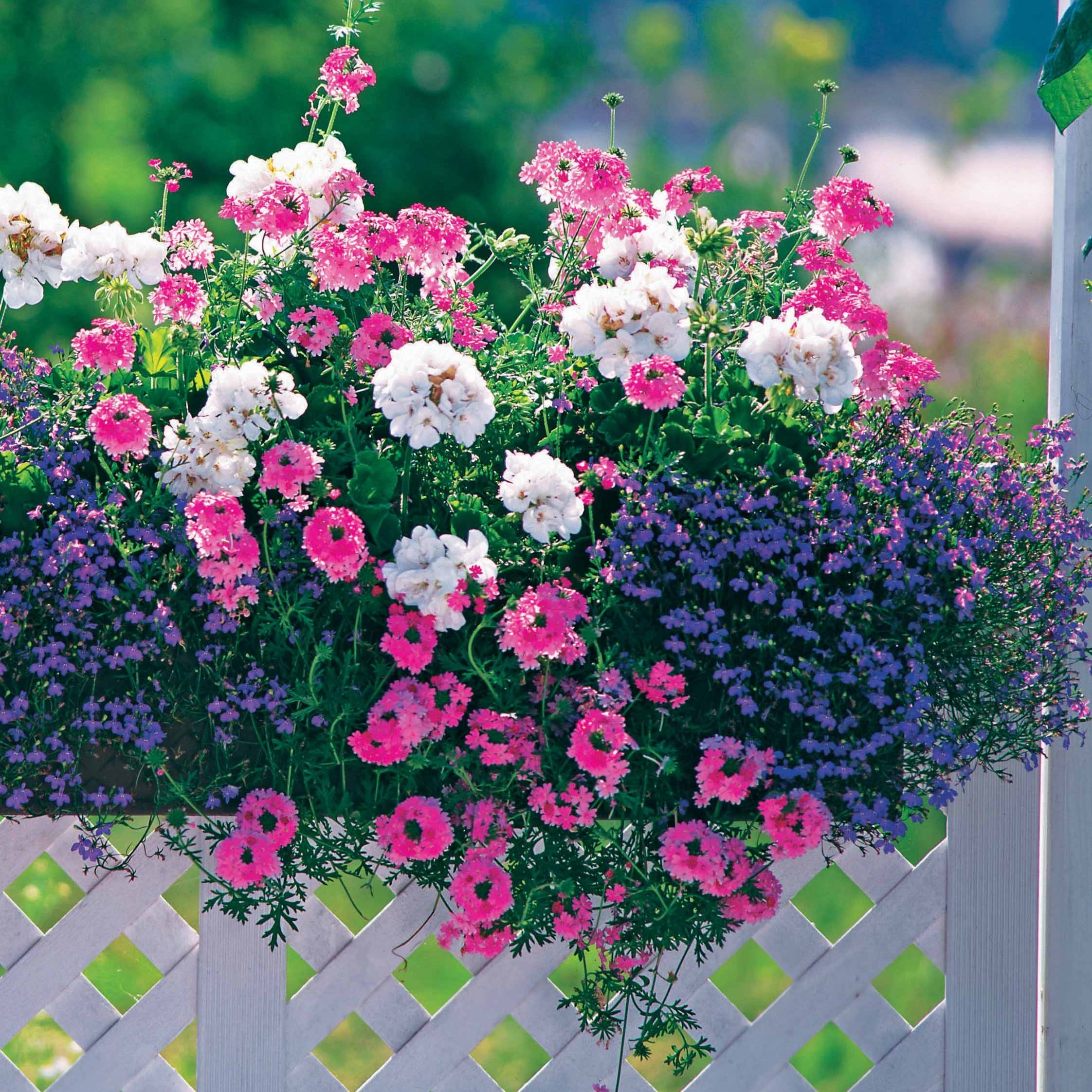 Bakker 3 Vivaces pastel Verbena Pelargonium Lobelia 3 pots