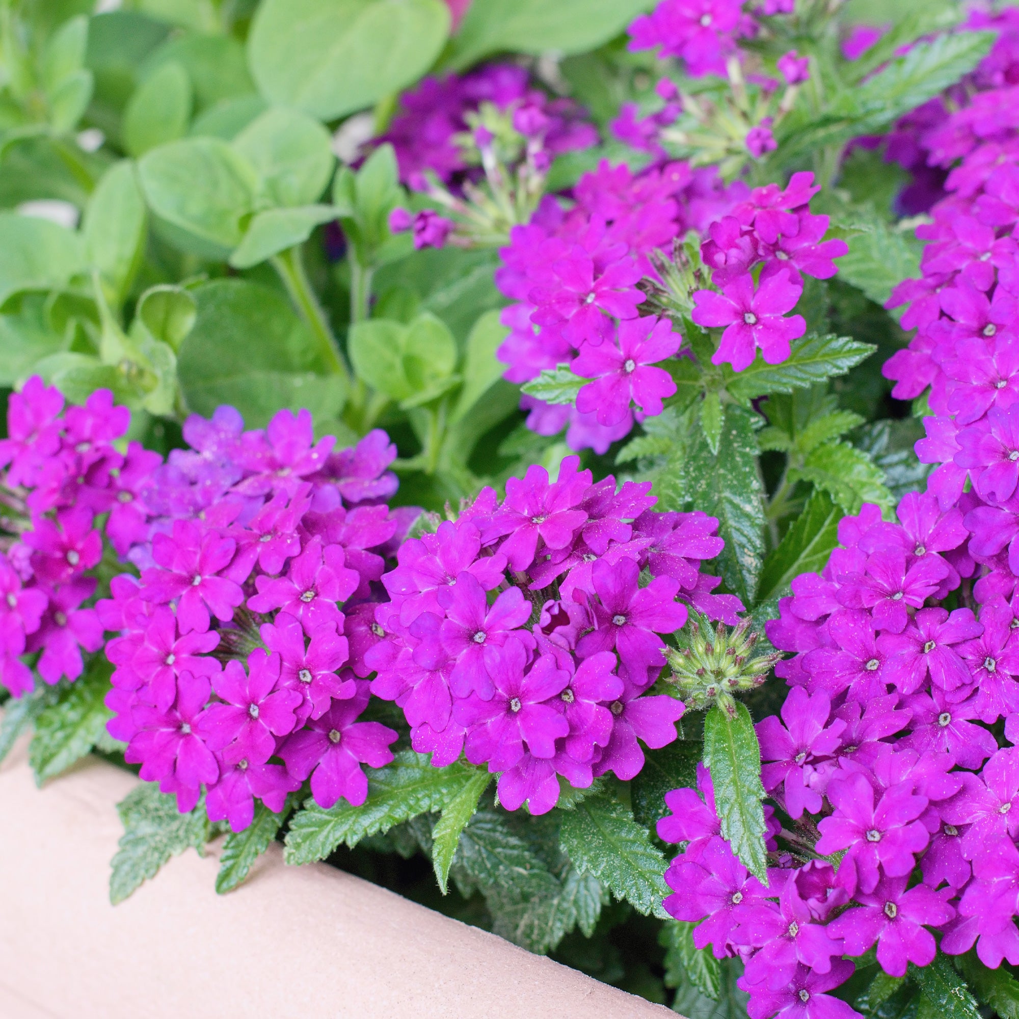 Bakker Verveine retombante violette plante pot Ø10,5cm