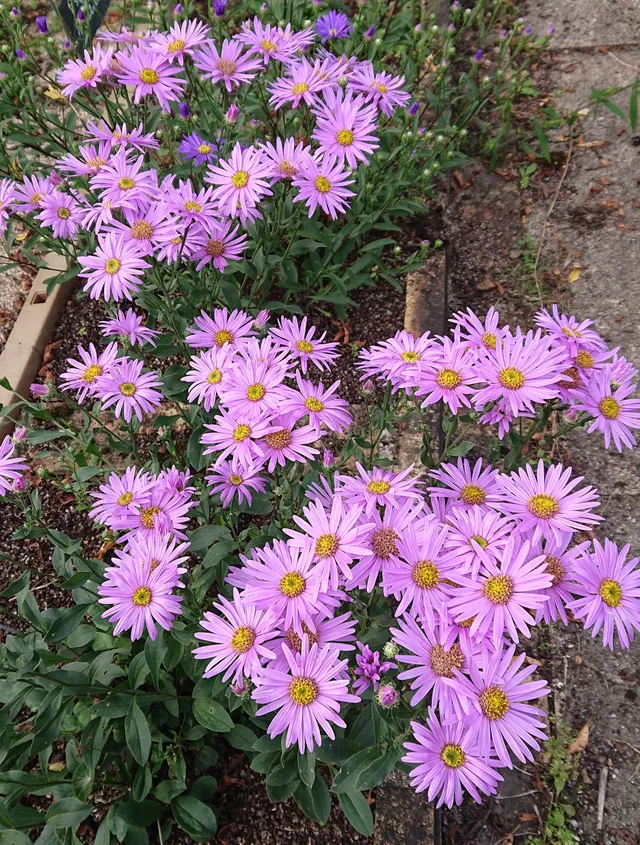 Passion Vivaces Aster Mrs Ralph Woods plante vivace godet rose