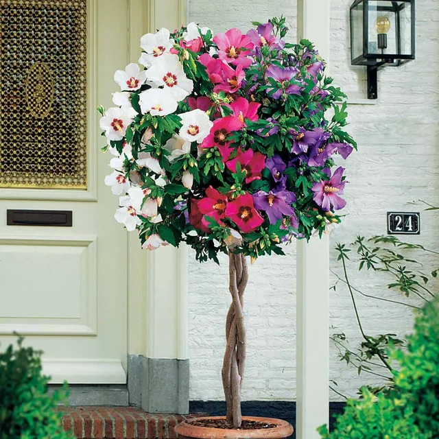 Bakker Hibiscus Rouge-Blanc-Bleu tige pot 4L 70-90cm
