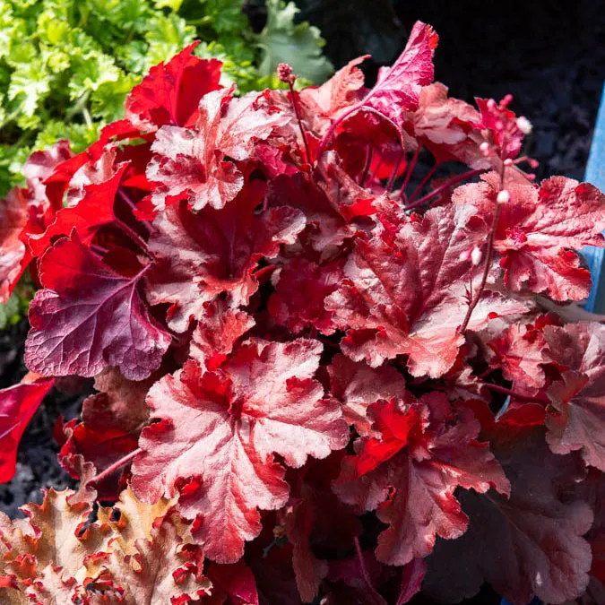 Bakker Heuchère Forever Red Heuchera vivace pot Ø9cm rouge
