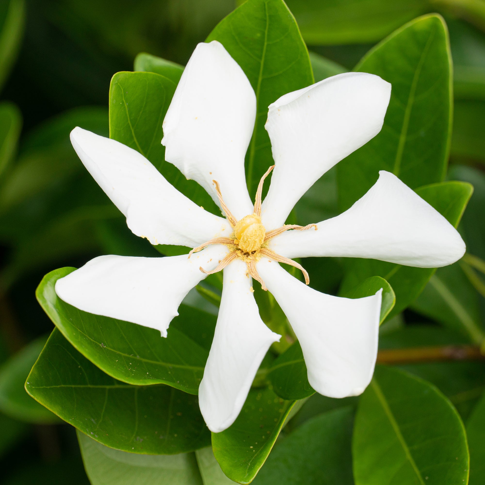 Bakker Gardénia Pinwheel rustique blanc pot 2L
