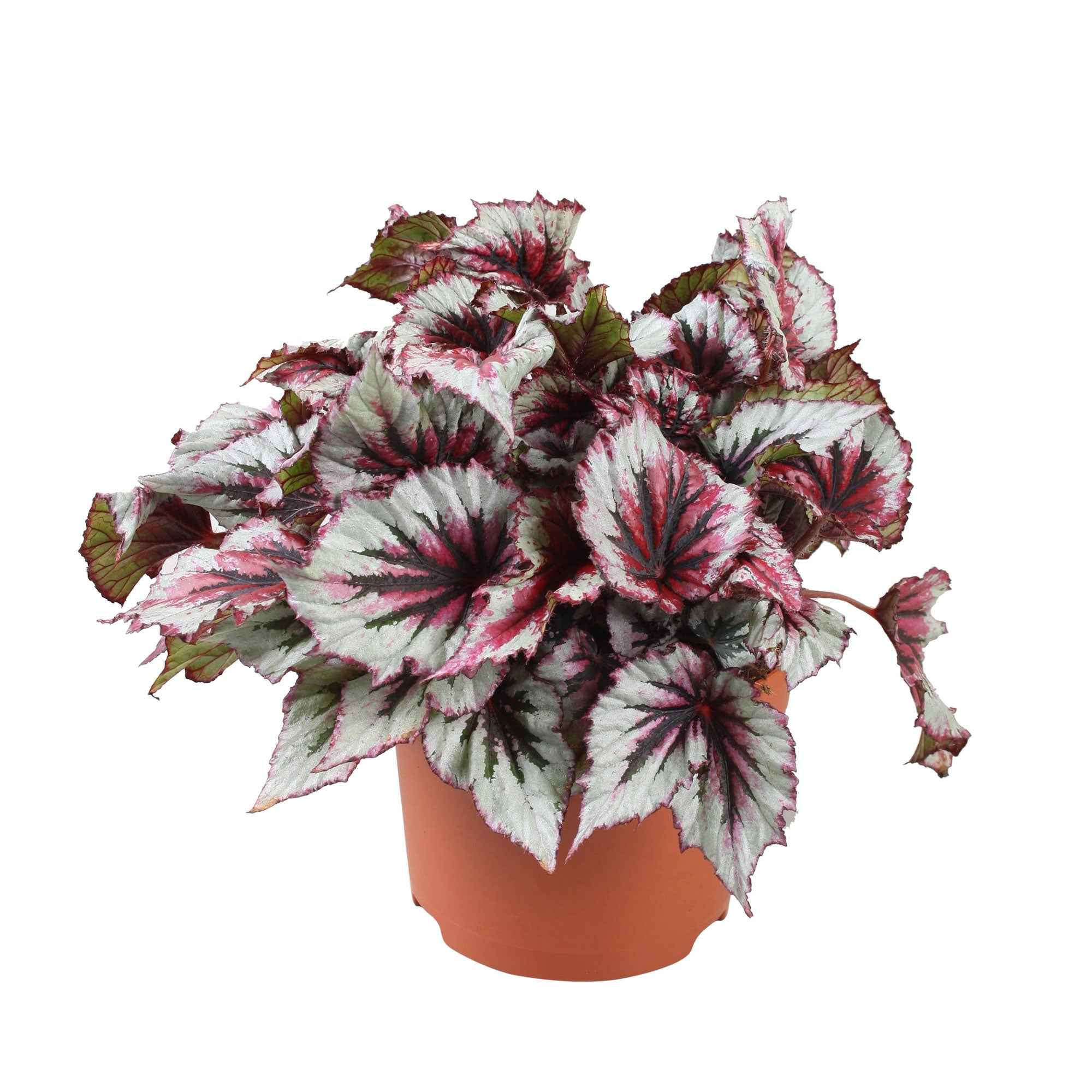 Bakker Bégonia Evening Glow plante intérieur pot 12cm