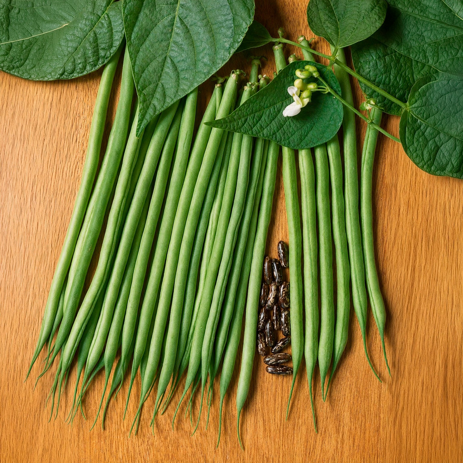 Bakker Potager Haricot fin Molière graines sachet 100g sans fil