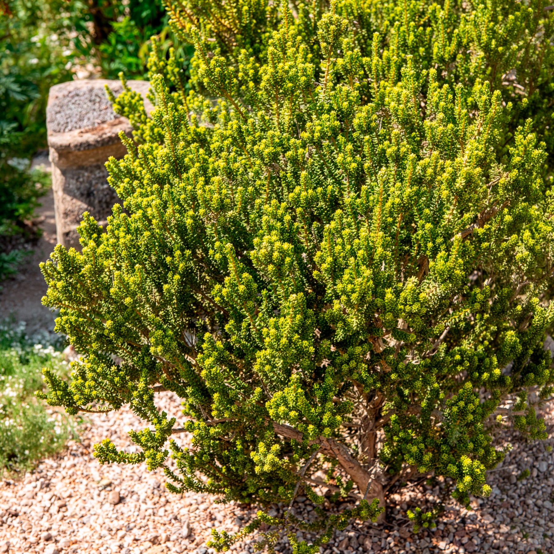 Bakker Nummulariifolia olearia arbuste pot 2L 15-20cm
