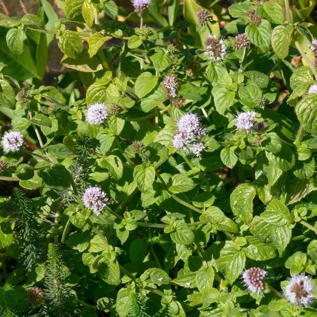 Bakker Menthe aquatique plante bassin pot Ø9cm violet vivace