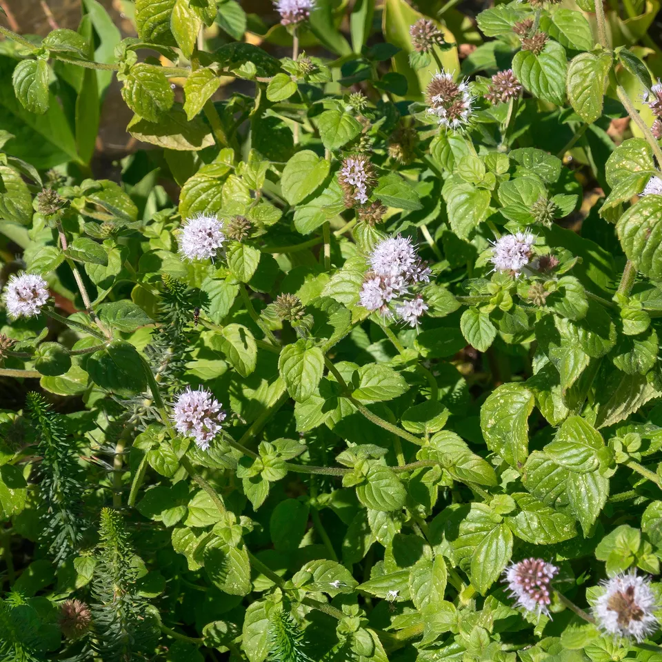 Bakker Menthe aquatique plante bassin pot Ø9cm violet vivace