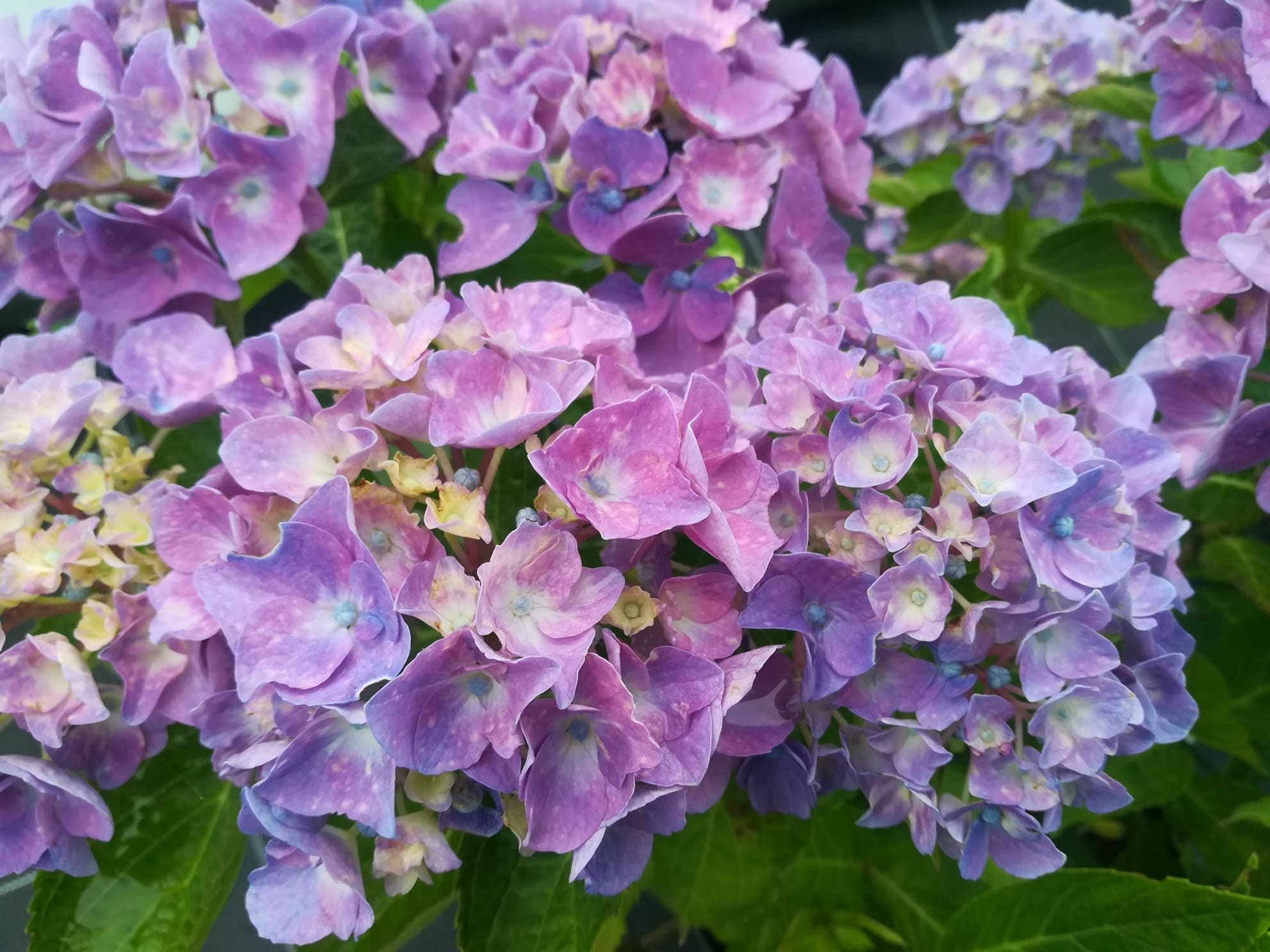 Les Hortensias du Haut Bois Eldorado hortensia fleurs rondes