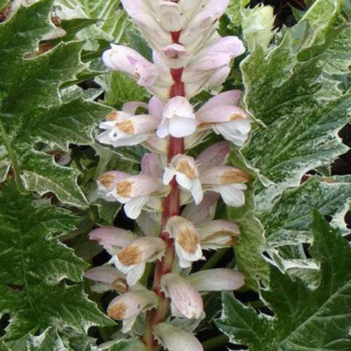 Bakker Acanthe White Water plante vivace pot 9cm panachée