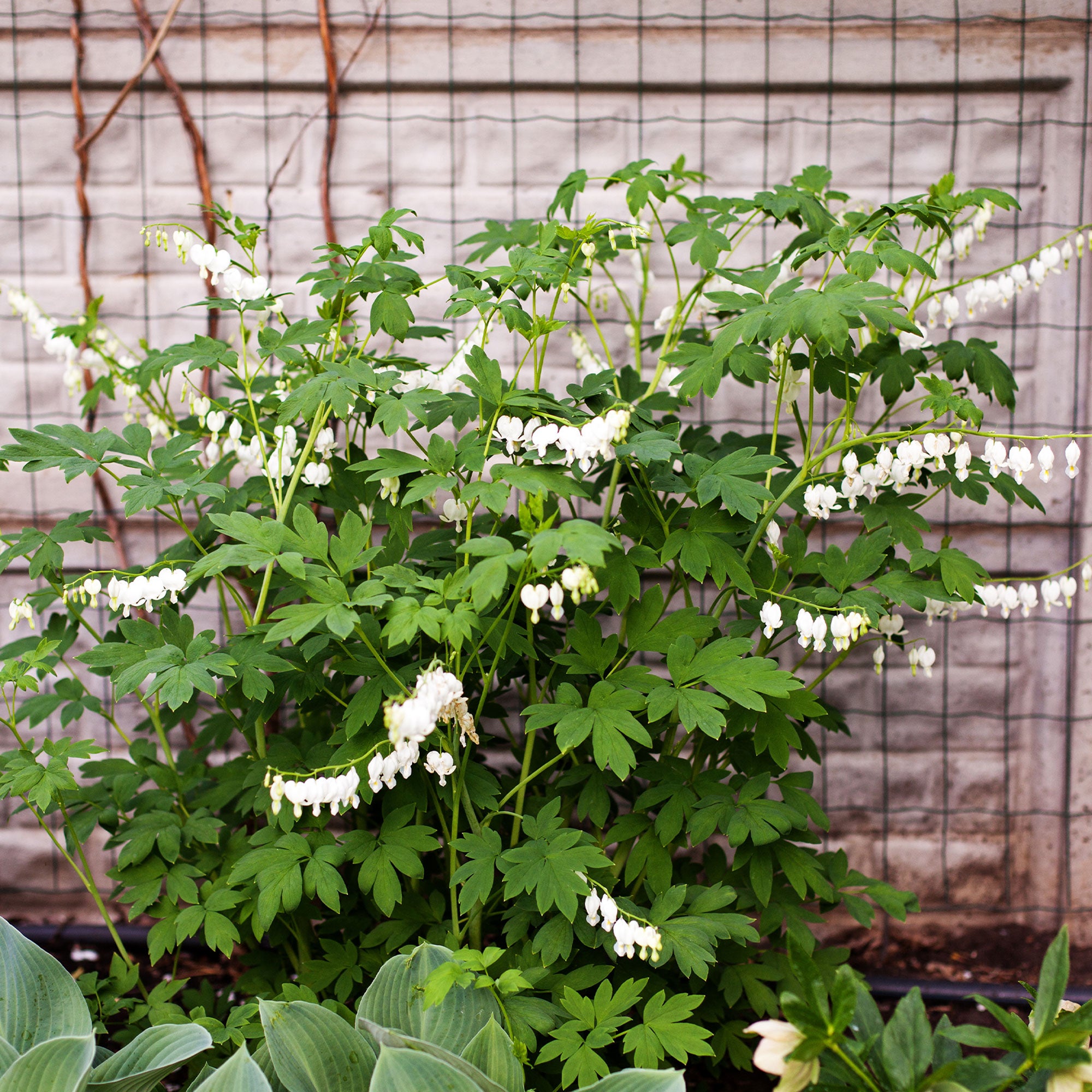 Bakker Cœur de Marie Blanc Dicentra Alba vivace pot 9cm