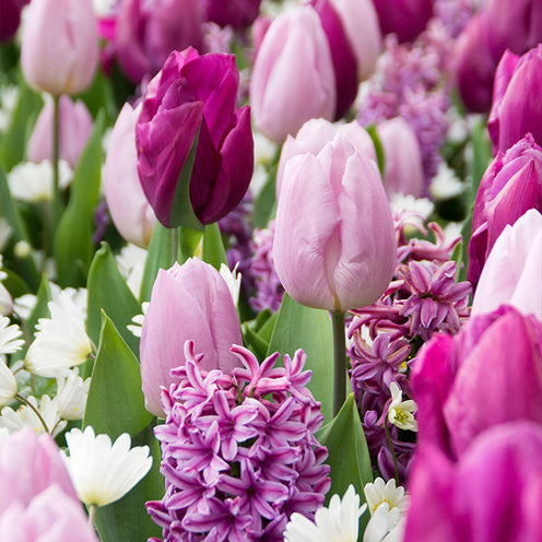 Bakker Royal Purple 25 bulbes fleurs mélange violet sachet