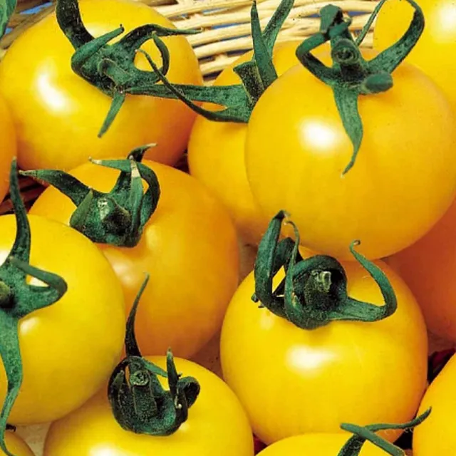 Bakker Goldene Königin tomate jaune sachet 0,2g douce
