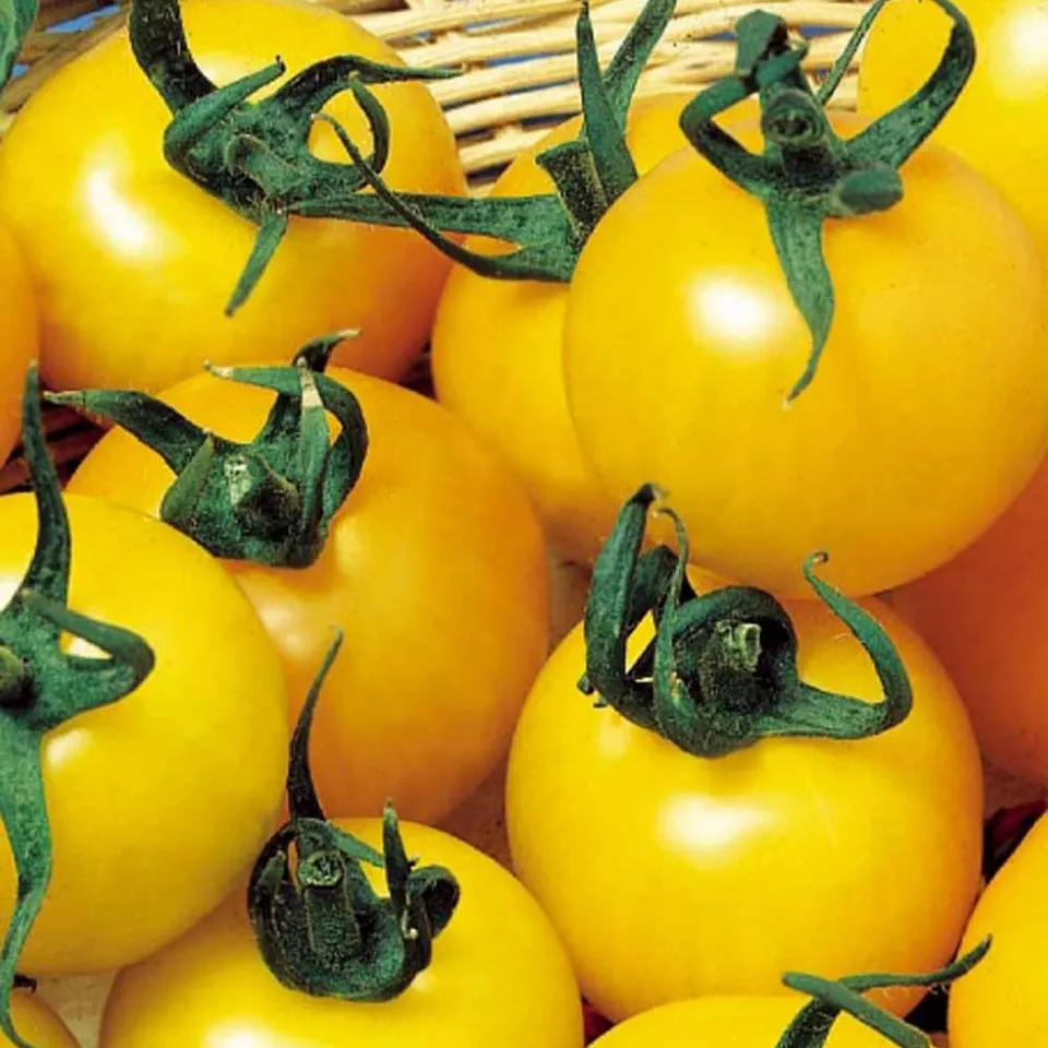 Bakker Goldene Königin tomate jaune sachet 0,2g douce