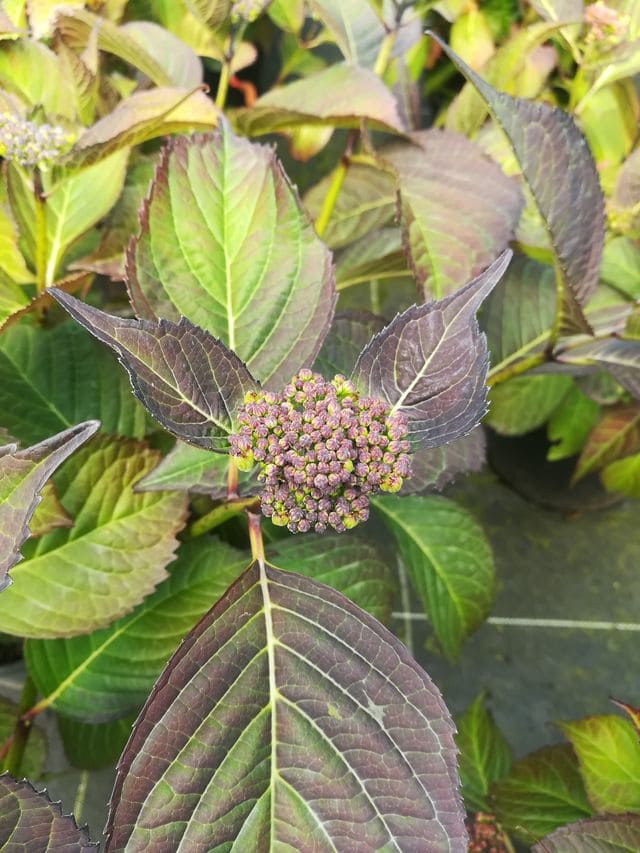 Les Hortensias du Haut Bois Sélina hortensia fleurs plates