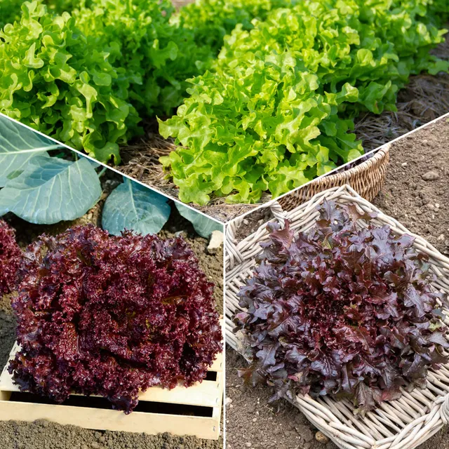 Bakker Potager Collection salades à couper graines 3 sachets