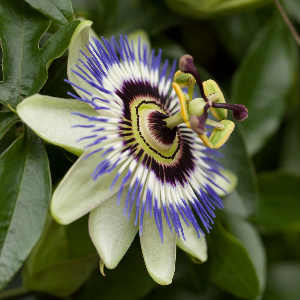 Bakker Plantes d’extérieur Fleur de la passion graines 0,4 g grimpante