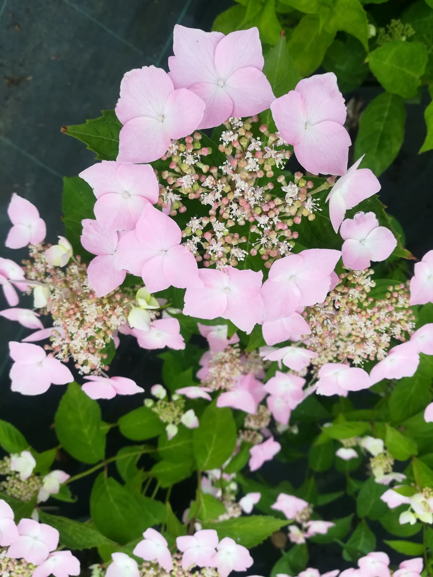 Les Hortensias du Haut Bois Professeur Lida hortensia godet mi-ombre