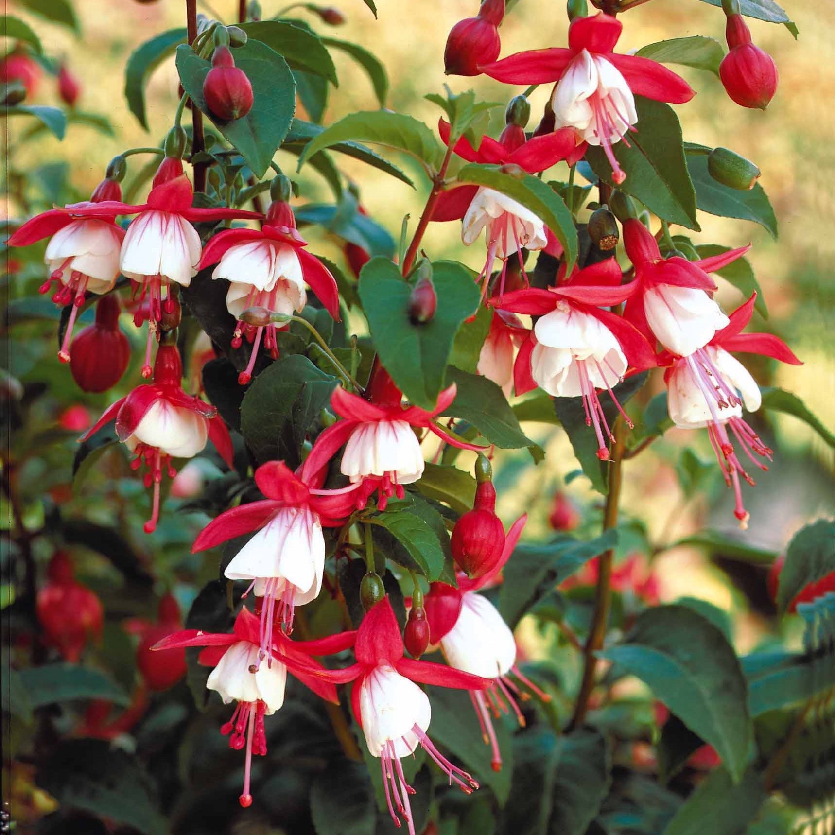 Bakker Fuchsia Mme Cornelissen plante pot Ø9cm rustique