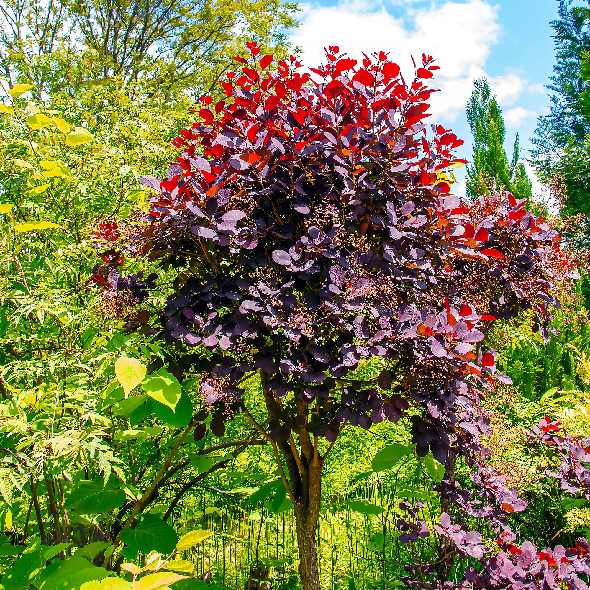 Bakker Arbre à perruques Royal Purple tige 60cm pot 3L pourpre