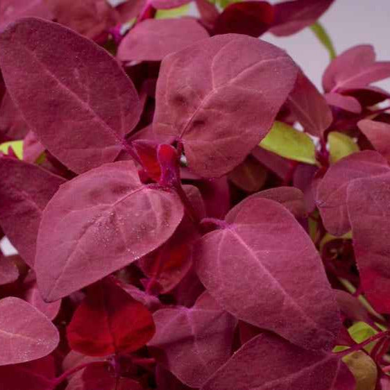 Bakker Potager Arroche rouge Red Flash sachet 1g
