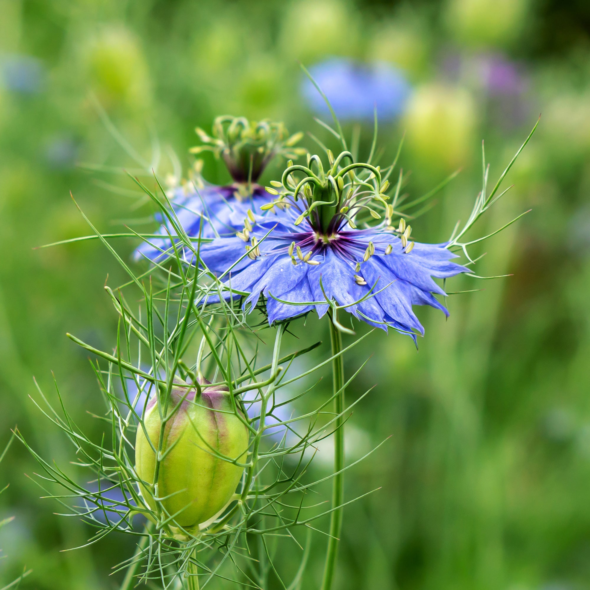 Bakker Midnight nigelle d’Espagne sachet 1g fleurs bleues