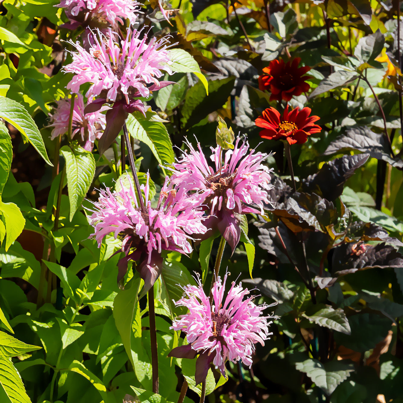 Bakker Monarde Beauty of Cobham vivace rose pot Ø9cm