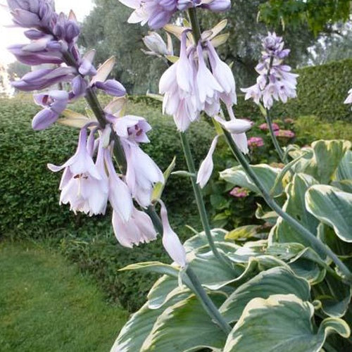 Bakker Vivaces Hosta Sagae plante ombre pot 3L