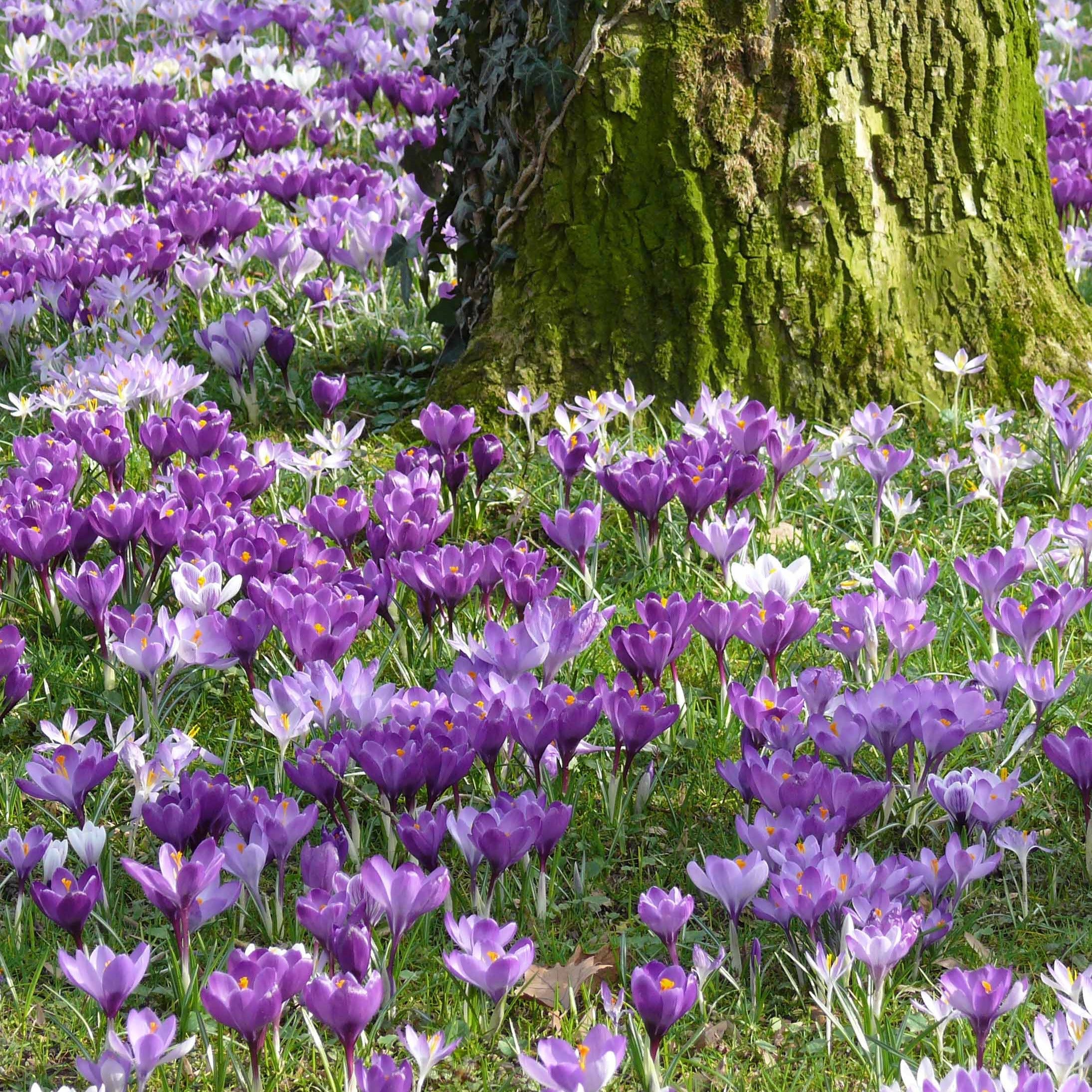 Bakker Crocus grosses fleurs bulbes sachet 100 mélange