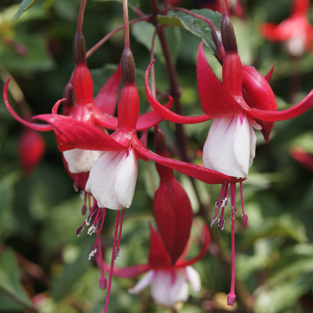 Bakker Fuchsia Mme Cornelissen plante pot Ø9cm rustique