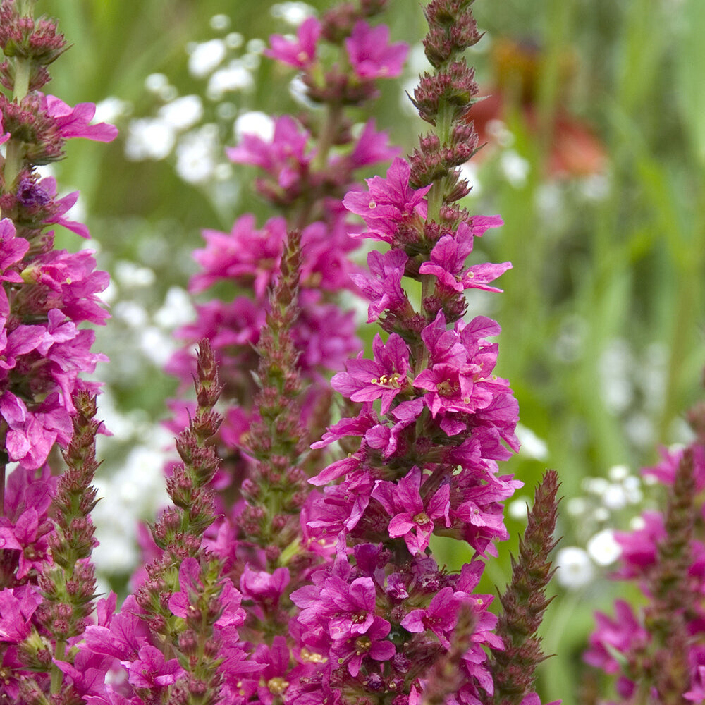 Bakker Plantes vivaces Salicaire Robert pot Ø9cm fuchsia