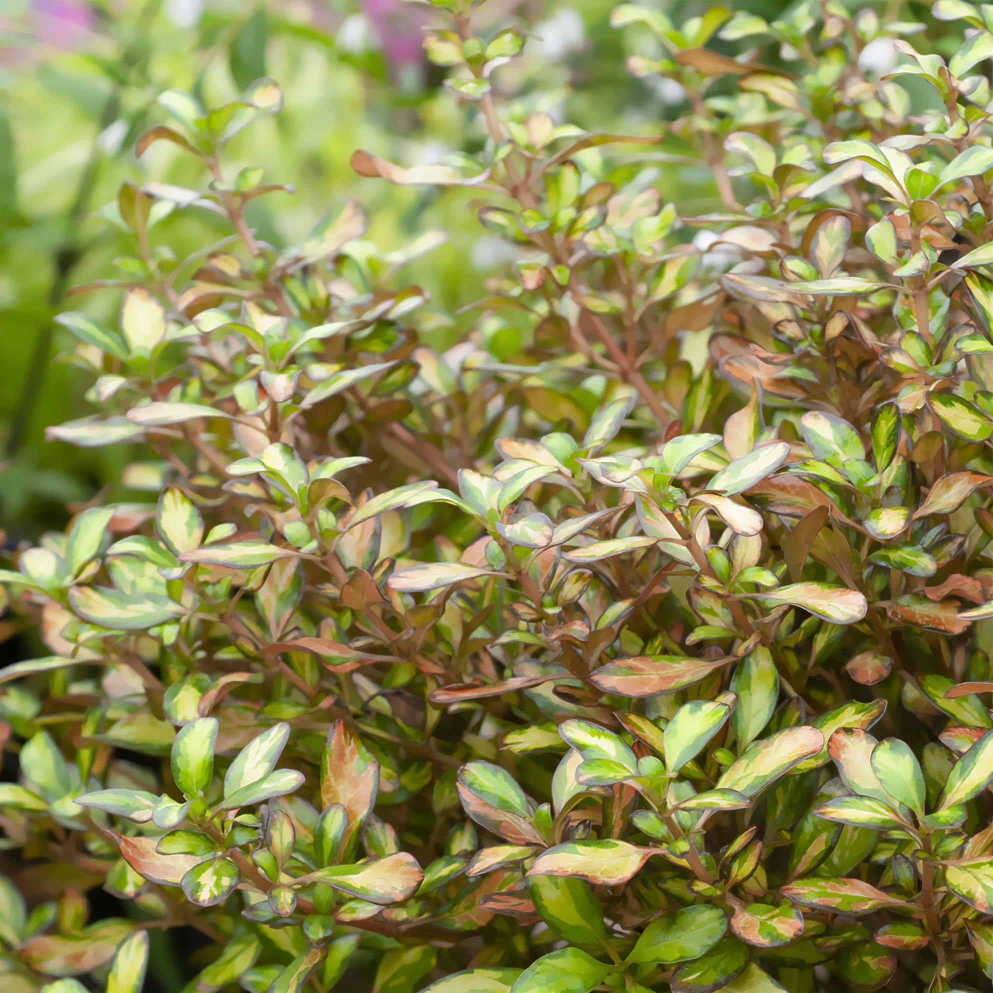 Bakker Coprosma Evening Glow arbuste pot 9cm orange