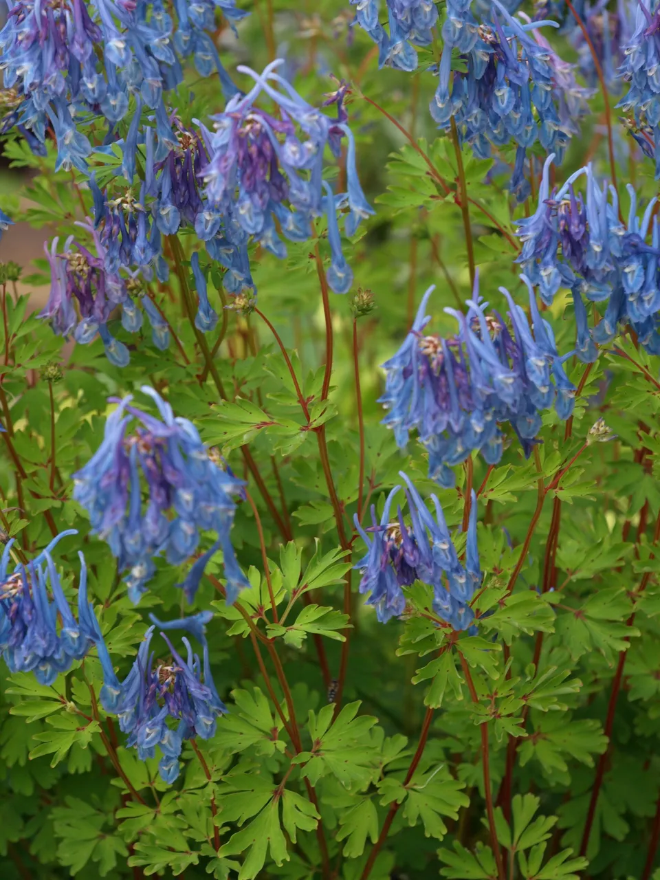 Passion Vivaces Corydalis Spinners vivace godet floraison violette
