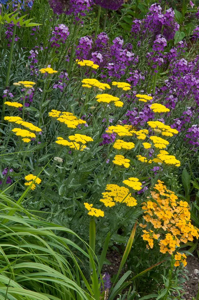 Passion Vivaces Achillea clypeolata Moonshine plante vivace jaune